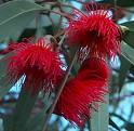 eucalyptus leucoxylon